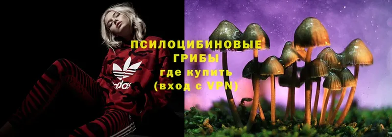 Псилоцибиновые грибы MAGIC MUSHROOMS  Ельня 